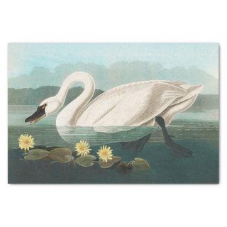 swan audubon bird white water swans tissue paper