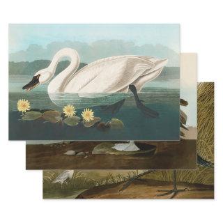 swan audubon bird white water swans  sheets