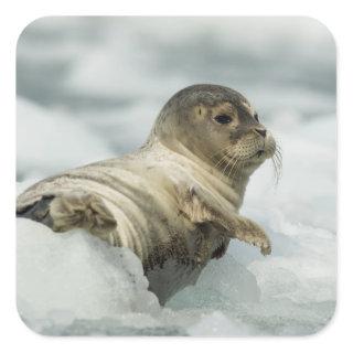 Sweet Baby Seal