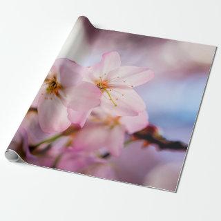 Sweet Cherry Blossoms Of Pink Color And Blue Sky