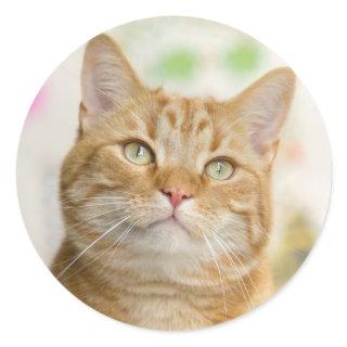 Sweet Orange Tabby Cat Classic Round Sticker