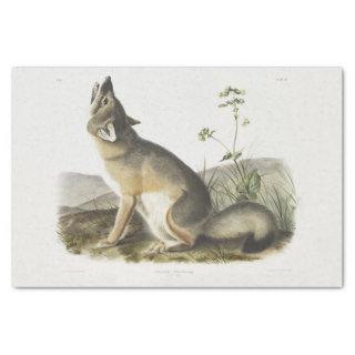 Swift Fox. Male. (Vulpes velox) Woodland decoupage Tissue Paper