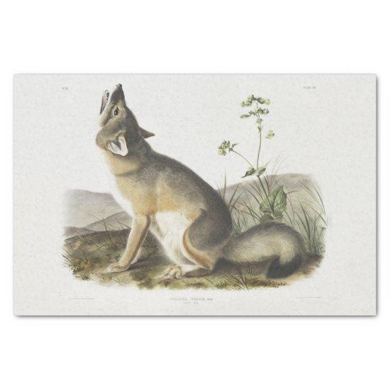 Swift Fox. Male. (Vulpes velox) Woodland decoupage Tissue Paper
