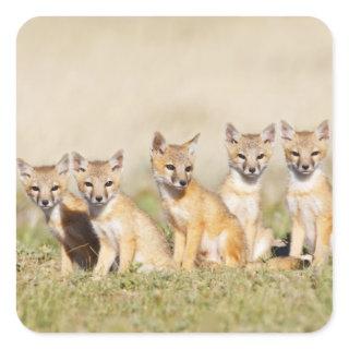 Swift Fox (Vulpes macrotis) young at den burrow, 2 Square Sticker