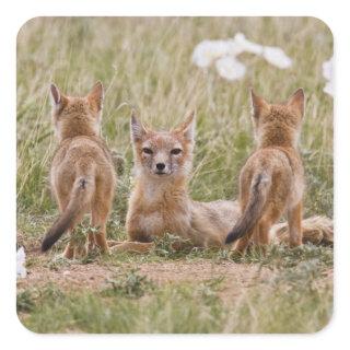 Swift Fox (Vulpes velox) female with young at Square Sticker