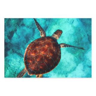 Swimming Sea Turtle in Blue Ocean Water   Sheets