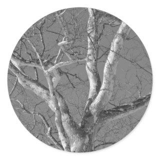 Sycamore Tree Against Winter Sky Items Classic Round Sticker