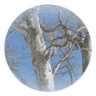 Sycamore Tree Against Winter Sky Items Classic Round Sticker