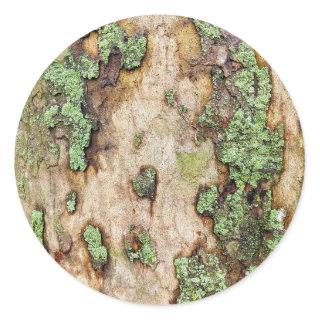 Sycamore Tree Bark Moss Lichen Classic Round Sticker