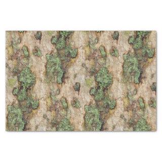 Sycamore Tree Bark Moss Lichen Tissue Paper