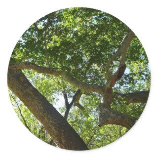 Sycamore Tree Green Nature Classic Round Sticker