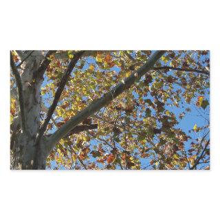 Sycamore tree in the fall against a blue sky rectangular sticker
