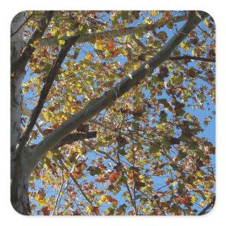 Sycamore tree in the fall against a blue sky square sticker