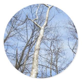 Sycamore Tree Stickers