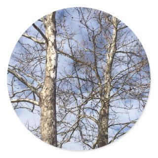 Sycamore Trees in a Winter Sky --- Classic Round Sticker