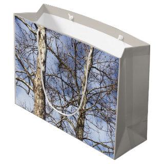 Sycamore Trees in a Winter Sky --- Large Gift Bag
