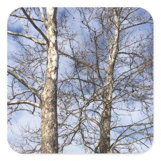 Sycamore Trees in a Winter Sky --- Square Sticker