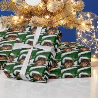 Tabby Kitten Wrapped in Green & White Blanket