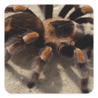 Tarantula brachypelma red knee poisonous square sticker