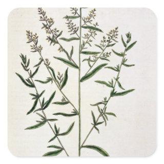 Tarragon, plate 116 from 'A Curious Herbal', publi Square Sticker