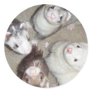The 4 Musketeer Ferrets! Classic Round Sticker
