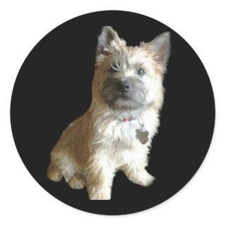 The Cutest Cairn Terrier Ever!  Cuter than Toto! Classic Round Sticker