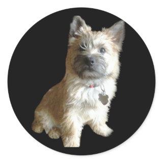 The Cutest Cairn Terrier Ever!  Cuter than Toto! Classic Round Sticker