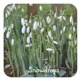 The First Snowdrops of Spring in Cornwall Square Sticker