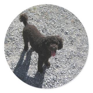 The Little Black Poodle Classic Round Sticker