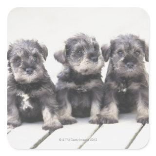 The Miniature Schnauzer is a breed of small dog Square Sticker