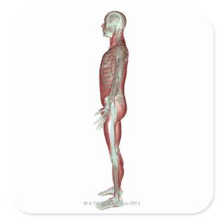 The Musculoskeletal System 6 Square Sticker