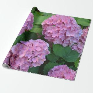The pink Hortensia hydrangea bush