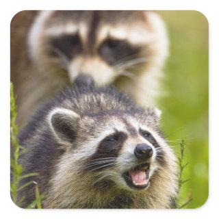 The raccoon, Procyon lotor, is a widespread, Square Sticker
