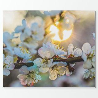 The Sun Behind the Japanese Apricot Blossoms