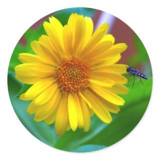 The Visitor Fly and Marigold Photograph Classic Round Sticker