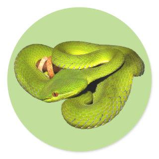 The white-lipped pit viper classic round sticker