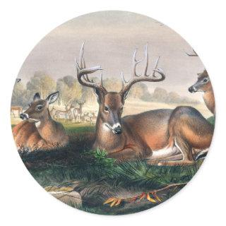 The White-Tailed by Joseph Wolf Classic Round Sticker