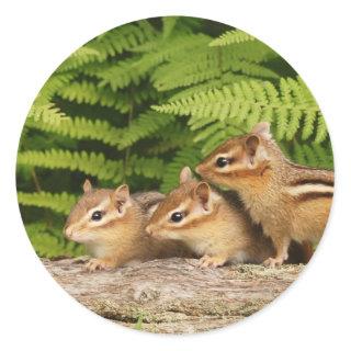 three baby chipmunks classic round sticker
