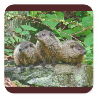 Three Baby Groundhogs Square Sticker