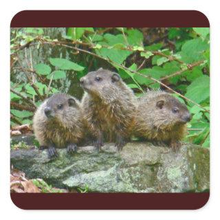 Three Baby Groundhogs Square Sticker