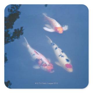 Three Japanese koi fish in pond Square Sticker