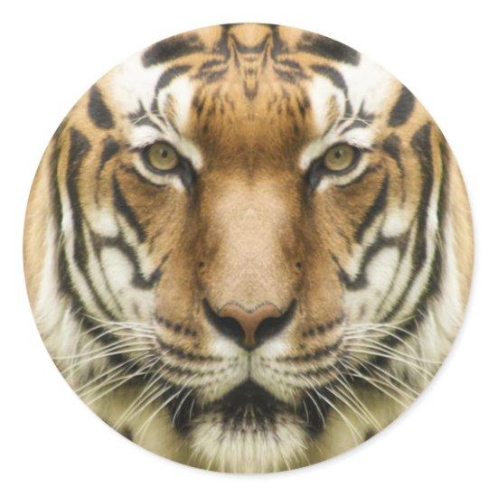 Tiger Close-Up stickers