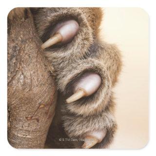 Tiger paw square sticker