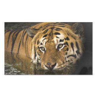 tiger stickers