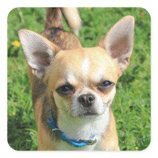 Tiny Chihuahua Puppy Dog Square Sticker