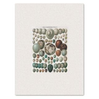 TISSUE PAPER : NATURAL HISTORY CHART : BIRDS EGGS