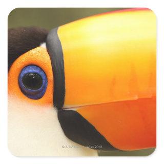 Toco Toucan (Ramphastos toco) is the largest Square Sticker