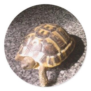 Tortoise Classic Round Sticker