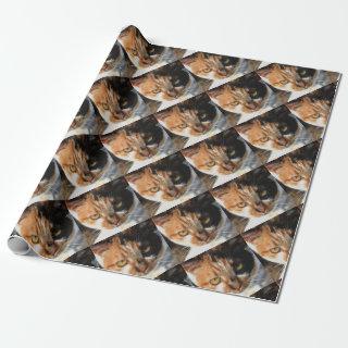 Tortoiseshell and White Calico Cat
