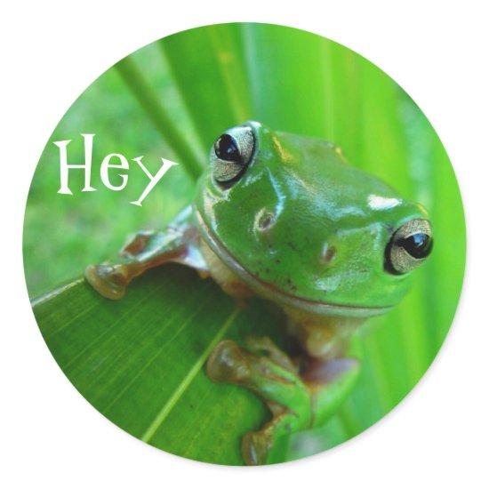 Tree Frog Stickers